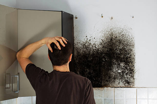 Mold Odor Removal Services in Pleasant Hill, PA